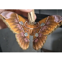 Rothschildia equatoralis eggs Rothschildia equatoralis eggs